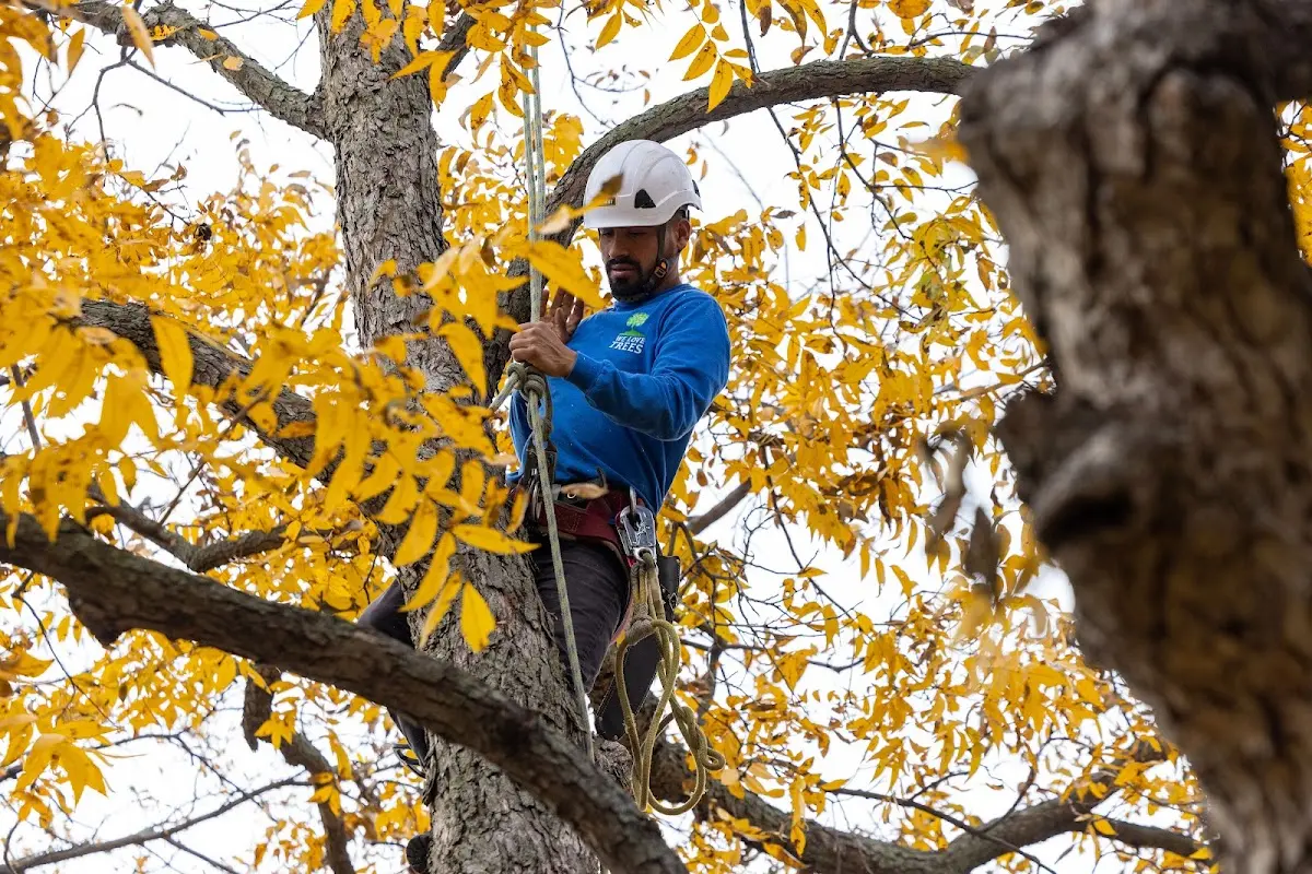 Skilled Tree Planting crew working in Mcpherson